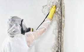 Asbestos and Lead Testing During Mold Inspection in Windermere, FL